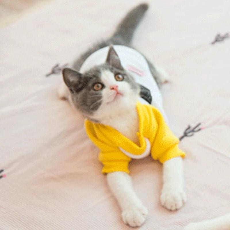 funny cat sweater