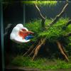 3D Printing Betta Fish Hammock with Suction Cup Betta Spawning Bed  Aquarium Decoration