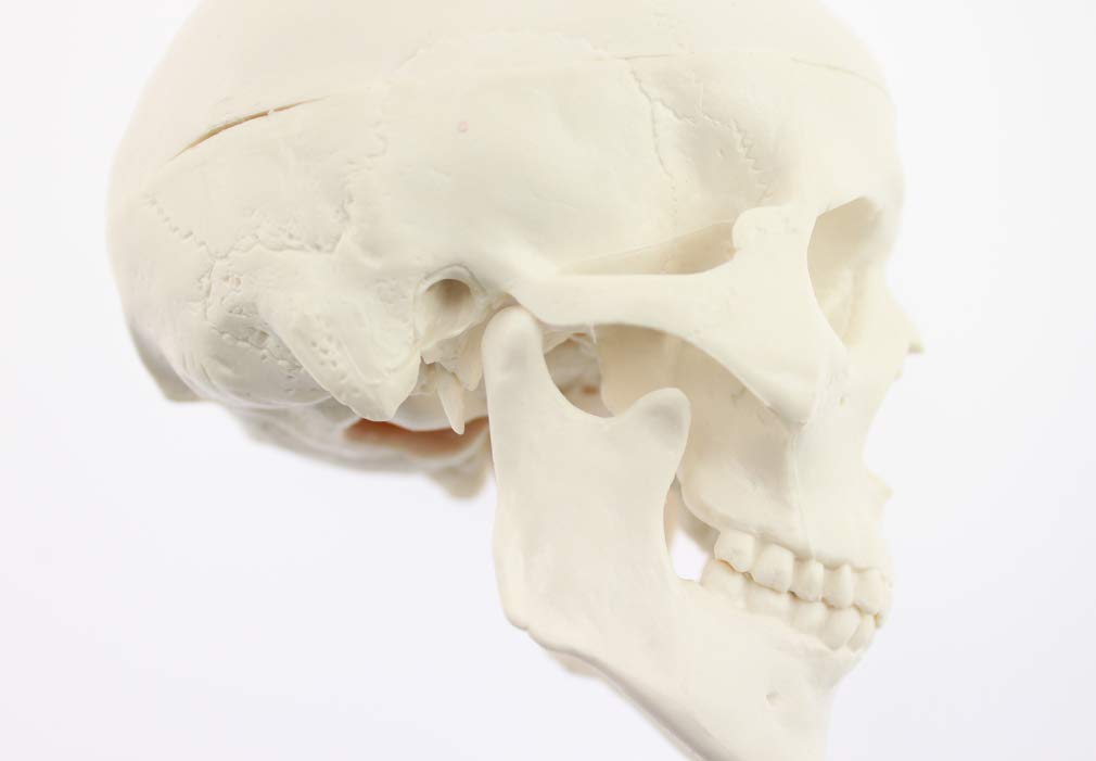 Skull Model with Movable Jaw and Art Drawing Olive-G Palm-Sized Joint, Instructions,
