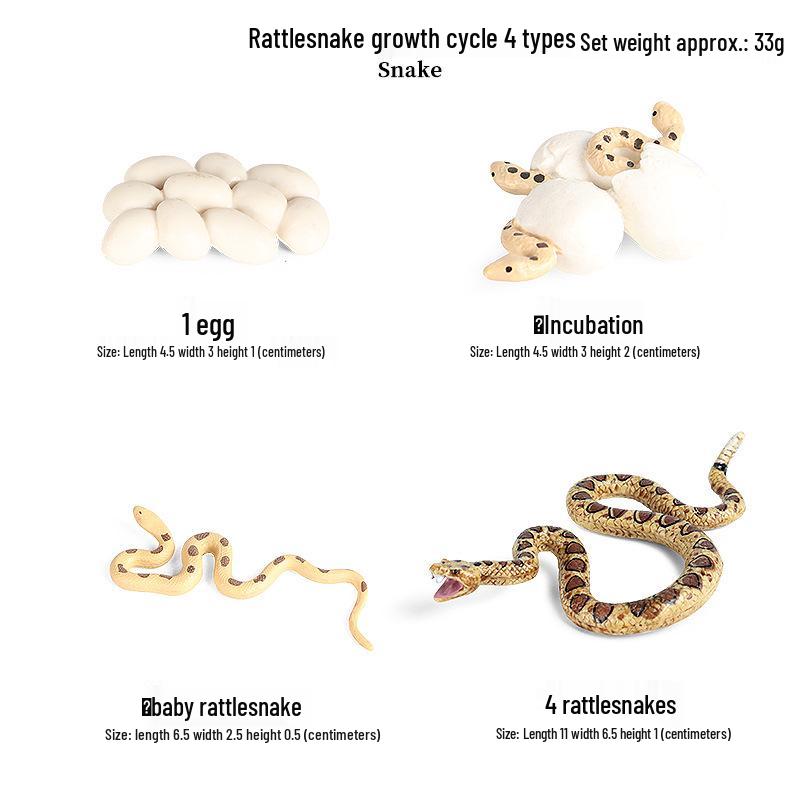 Children's Cognitive Toys: Frog Tadpole Growth Cycle Models