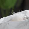 Mu Xin Zi Cotton White Goose Down Quilt