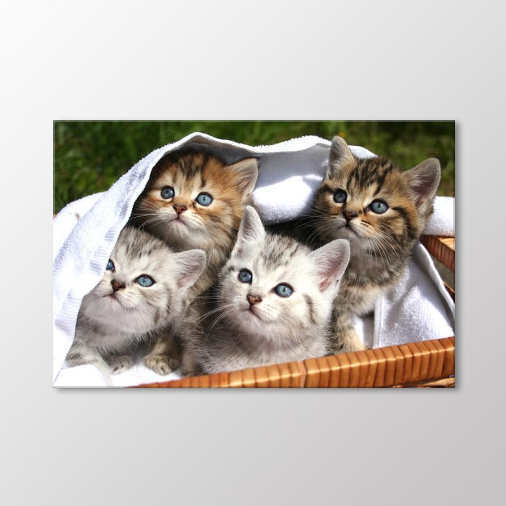 

Котята Живопись