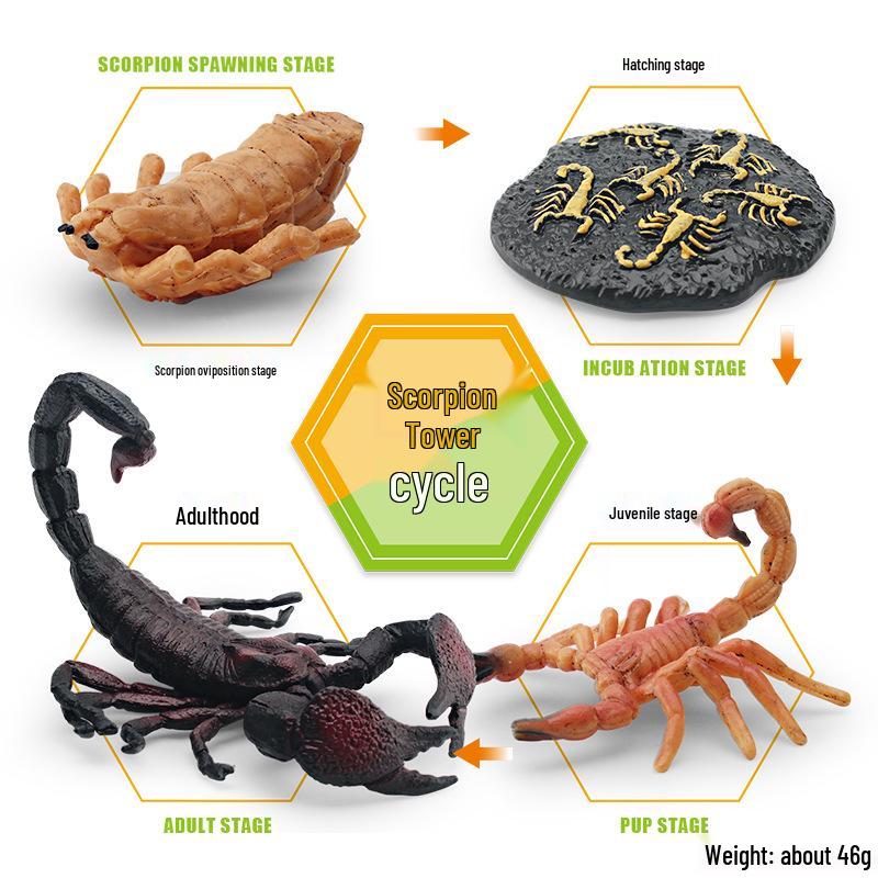 Animal Growth Cycle Models: Chicken, Duck, Goose, Butterfly, Turtle, Frog Montessori Teaching Figurines