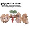 Modello Umano Cerebrale Accurato Simulazione 8 Parti PVC Dimensione Naturale Strumento Didattico di Anatomia per Aula