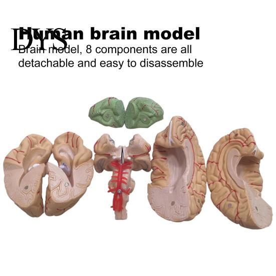 Modello Umano Cerebrale Accurato Simulazione 8 Parti PVC Dimensione Naturale Strumento Didattico di Anatomia per Aula