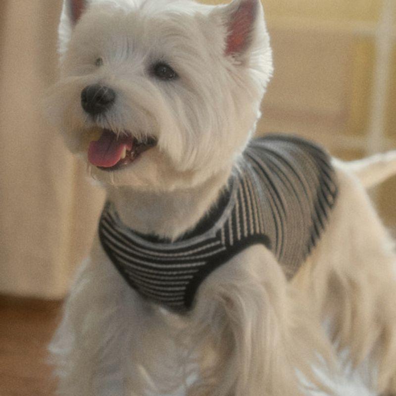 T-shirt rayé Union CROOKTHECHIHUAHUA (2color)