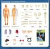 Detachable Human Skeleton Model Educational Toy for Kids