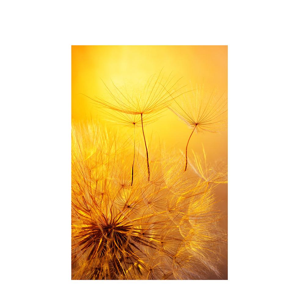 Romantic Dandelion Background Tapestry for Events,Party Banner,Home Decor,Weddings,Photo Booths
