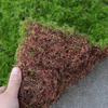 Artificial Moss Turf Simulation Fake Green Grass Moss Carpet Faux Lawn Muscus Bonsai Landscape DIY Outdoor Garden Deocraiton