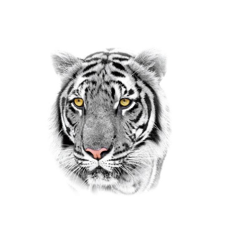 Tiger Tattoo Sticker Half Arm Lion Large Pattern Water Transfer Amazon Set