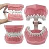 Adjustable Dental Teaching Model Full Mouth Dental Demonstration Structure  Training