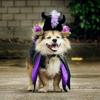 Pet Halloween Witch Costume Dog Wizard Cape Devil Horns Hat Set Pet Witch Cosplay Outfit for Cats Puppies