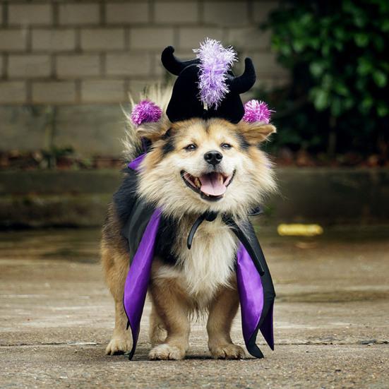 Pet Halloween Witch Costume Dog Wizard Cape Devil Horns Hat Set Pet Witch Cosplay Outfit for Cats Puppies