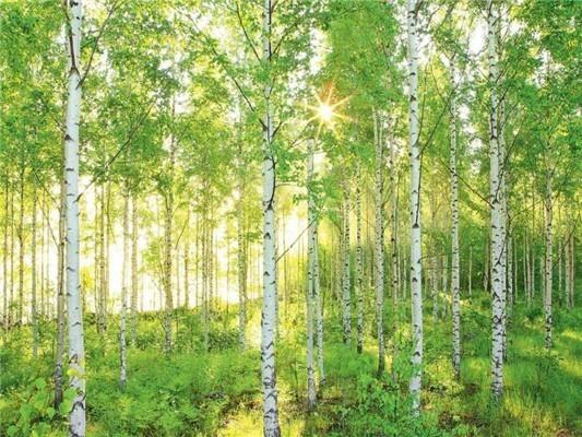 5D DIY diamantová malba Krajina Mozaika Křížkový steh Krajina Diamantové vyšívání Domácí dekorace Řemesla