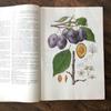 [USED] Foreign books, Czech botanical encyclopedias, vintage books, botanical art