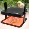 Animale de fermă
 – Incubatoare de ouă și accesorii