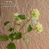 Milk-Flavored Cloud Hydrangea Artificial Flowers for Green Plants and Wedding Crafts INS Decoration
