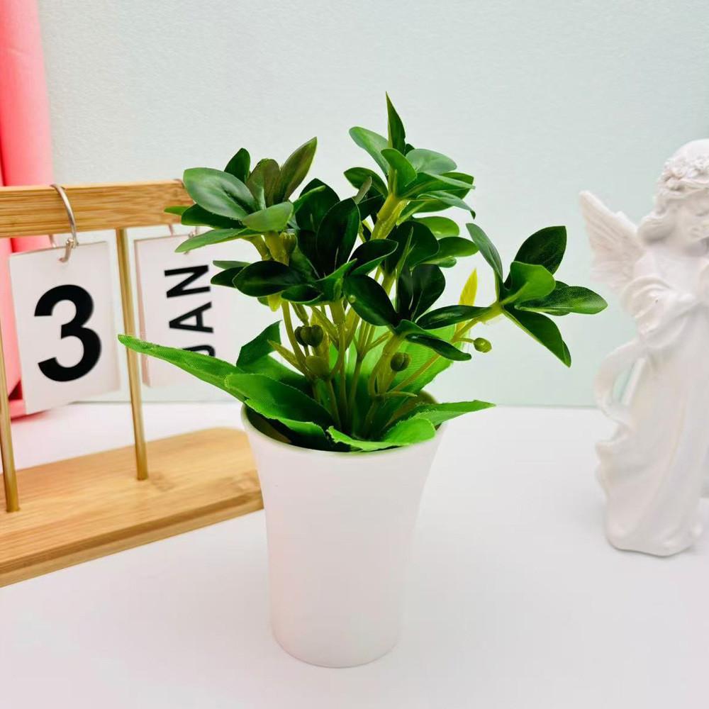 Pudica Schefflera Mimosa Octophylla Green Plant For Home Decor Tabletop