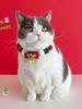 2-Piece Set, New Pet Christmas Bow Collar, Cat Scarf Christmas Bell, Cute Dog Decoration, Suitable for Cats, Dogs and Little Rab