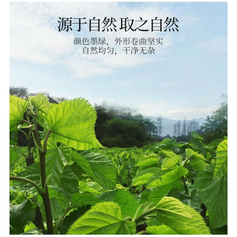 500 гAuthentischer Maulbeerblättertee Frisch Gefrostet Getrocknete Maulbeerblätte — фото 9