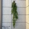 Artificial Spider Plant & Fern Hanging Decor - Trailing Green Vines for Wall & Ceiling