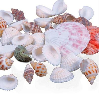 100 g gemischte Form, Landschaftsornament, Muschel, Muschel, Aquarium, Mini-DIY-Basteldekoration