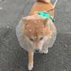 Breathable Pet Protective Mask Comfort Polyester Anti-Bite Head Cover Adjustable Anti-Mosquito Headgear Random Eating Prevention