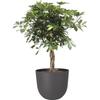 ARTEVASI - Pot havana natural 40cm vulcain 40 x 40 x h33,2 cm - 1,93l
