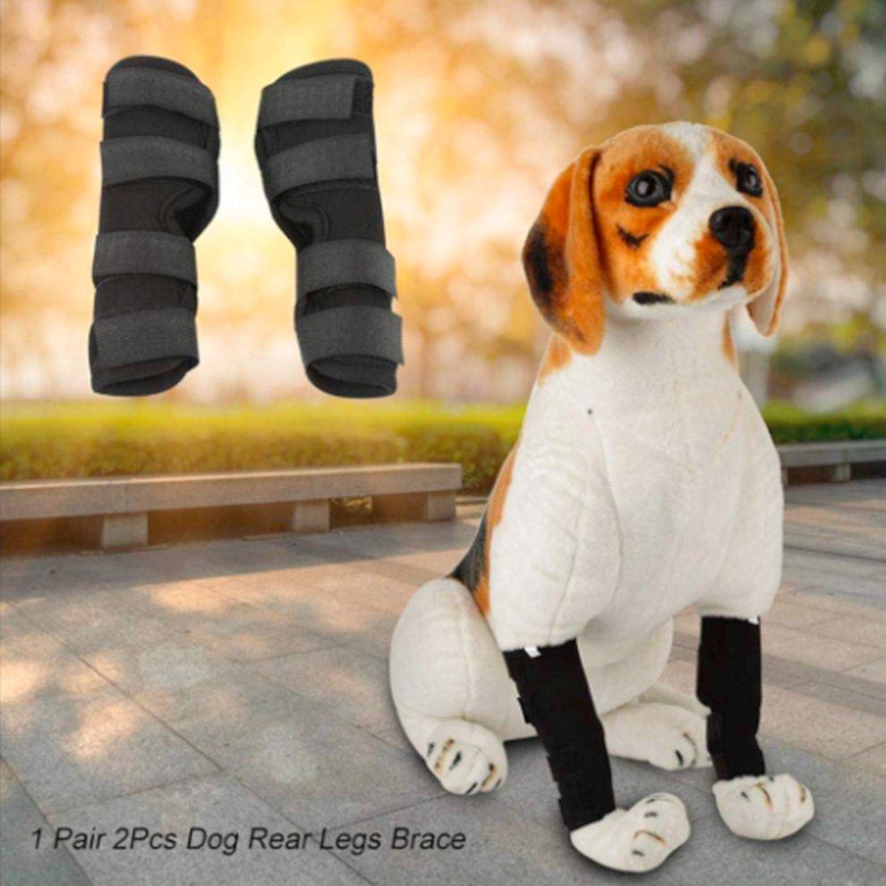beagle knee brace