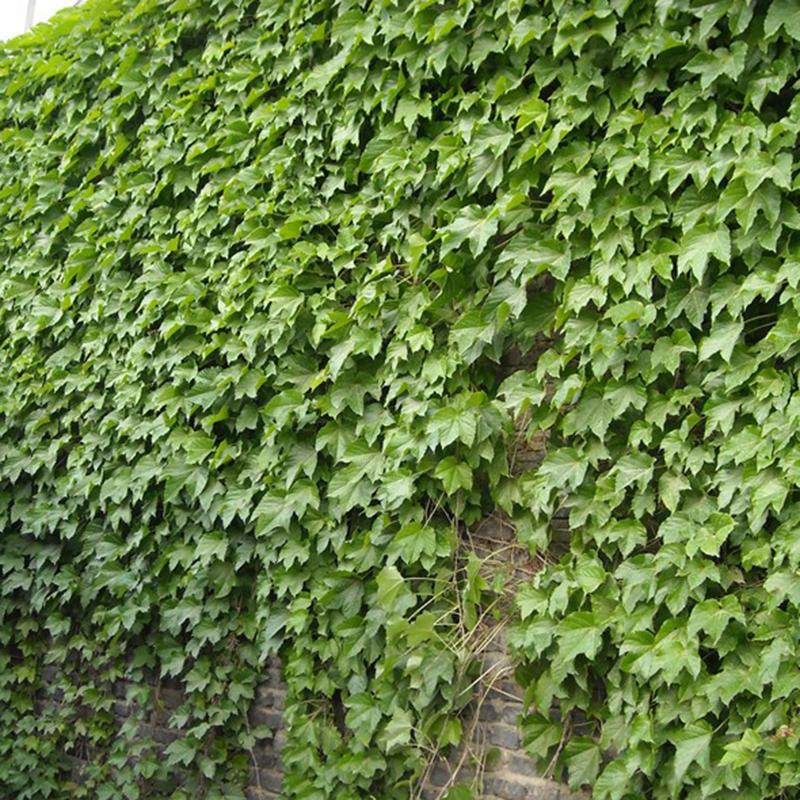 50pcs Green Boston Ivy Seeds Parthenocissus Tricuspidata DecorClimbing Tree K2X5 50pcs Green Boston Ivy Seeds Parthenocissus Tricuspidata DecorClimbing Tree K2X5