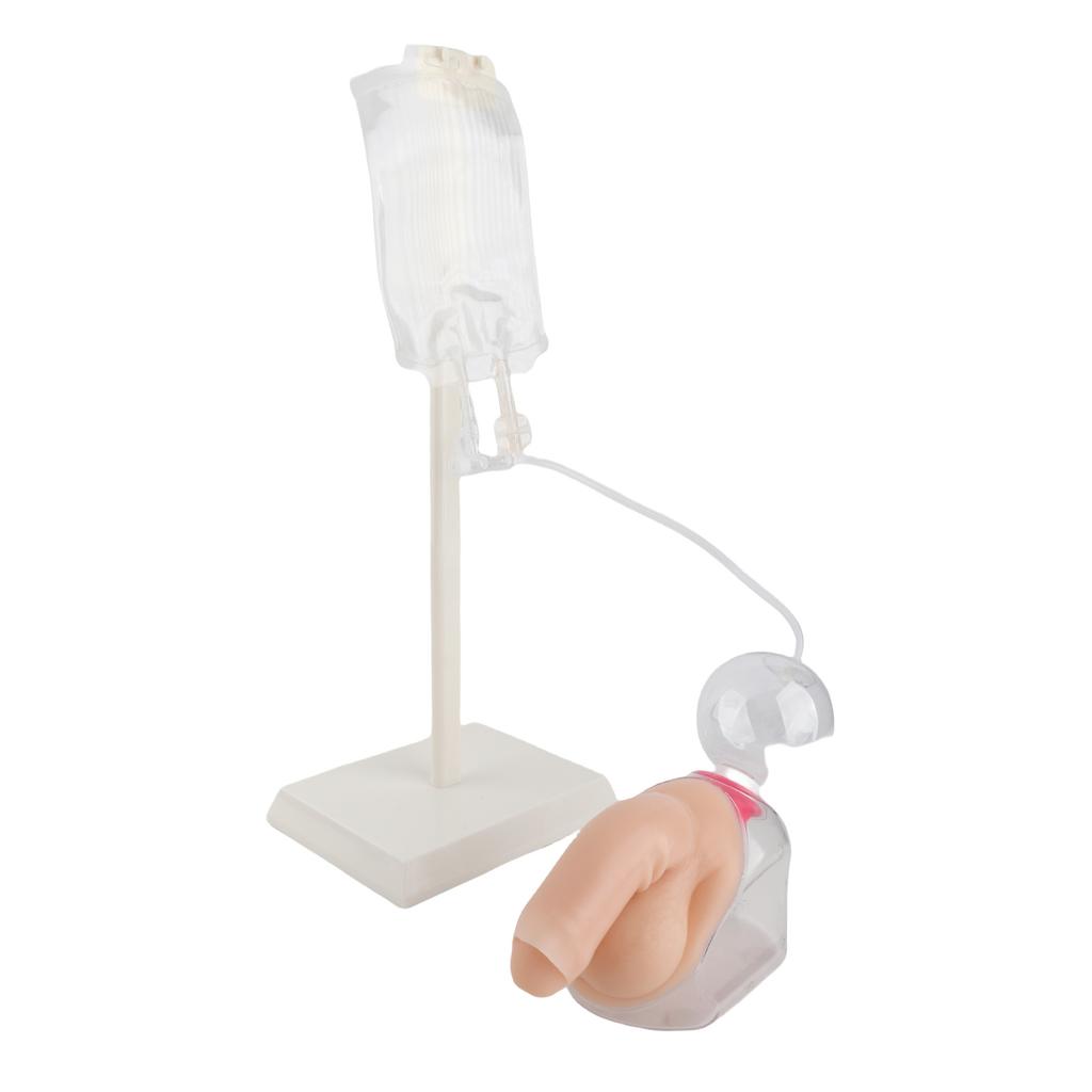 Male Urethral Catheterization Simulator Fluid Circulation System Urinary Catheterization Model for