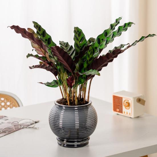 Selbstbewässernder Topf für Zimmerpflanzen Kleiner Kunststoff-Blumenpflanztopf mit Dochtseil und Reservoir für Usambaraveilchen, Grünlilie, Orchidee