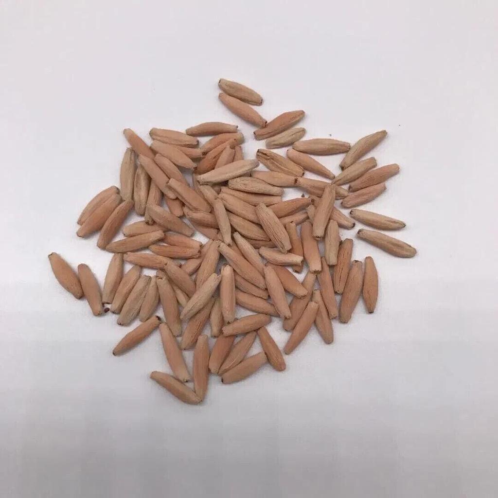 5 semen ADENIUM ARABICUM "Růže pouště" čerstvá semena