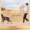 Simple Pet Dog Supplies Automatic Retractable Leash Cat Tractor Retractable Outdoor Dog Leash