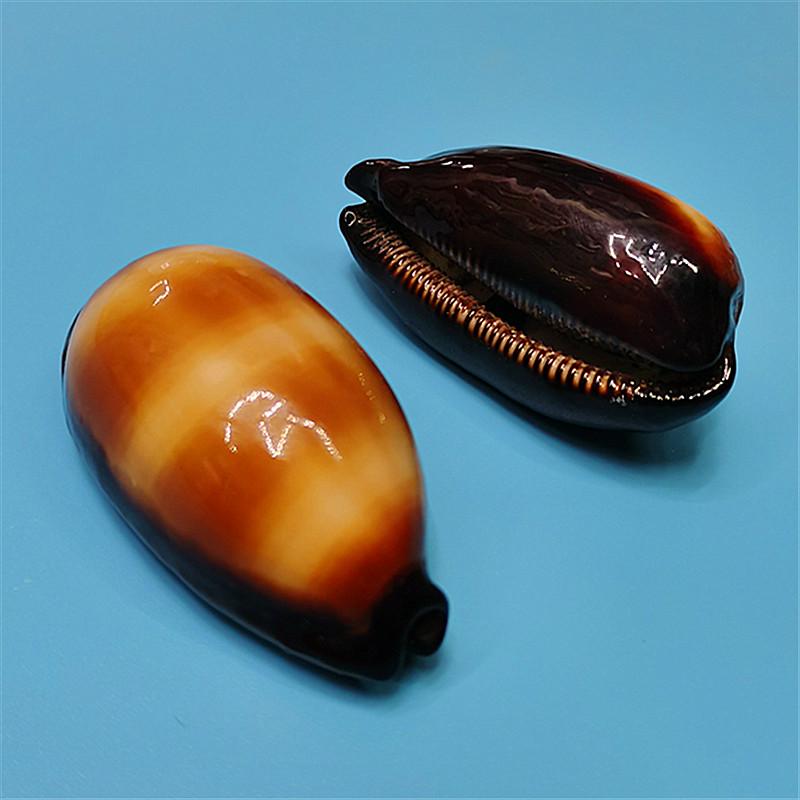 Vzácný přírodní exemplář mušle kauri pro akvárium nebo středomořskou domácí dekoraci