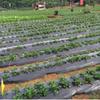 Breathable Perforated Plastic Mulch Film Pre-Punched Holes Black Weed Barrier  Disease Reduction