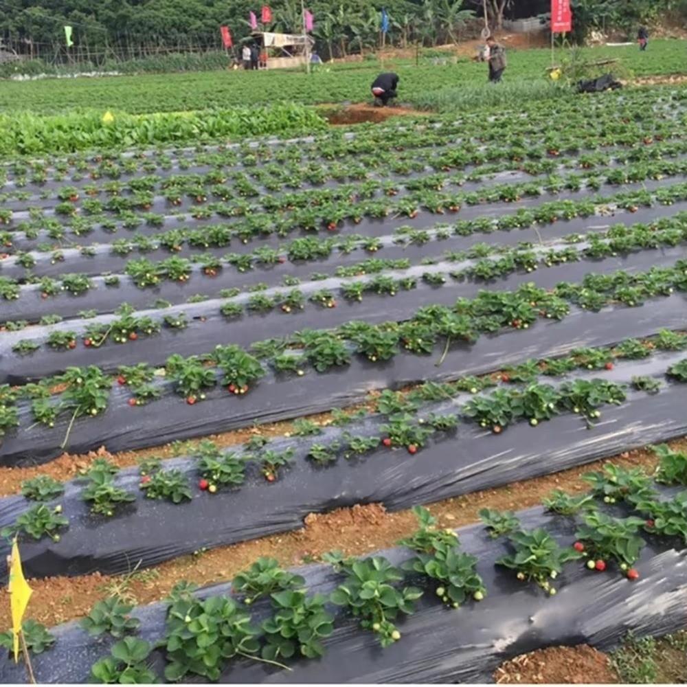 Breathable Perforated Plastic Mulch Film Pre-Punched Holes Black Weed Barrier  Disease Reduction