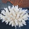 1 buc. Cluster Coral Alb Natural Fragment Marin Decor Acvariu Scoici Nuntă pe Plajă Decor Birou pentru Feng Shui Meditație