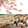 85PCS Natural Conch Shells Aquarium Decoration Party Festival Home Decor Natural Sea Beach Shell Conch Seashells For DIY Crafts