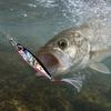 for and Fishing, for Sea and Mackerel