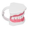 Teeth Model Tooth Brushing Practice Dental Teaching Study Tool with Brush Set Kit