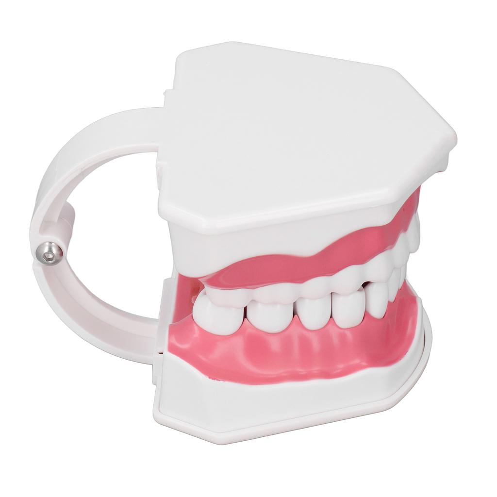 Teeth Model Tooth Brushing Practice Dental Teaching Study Tool with Brush Set Kit