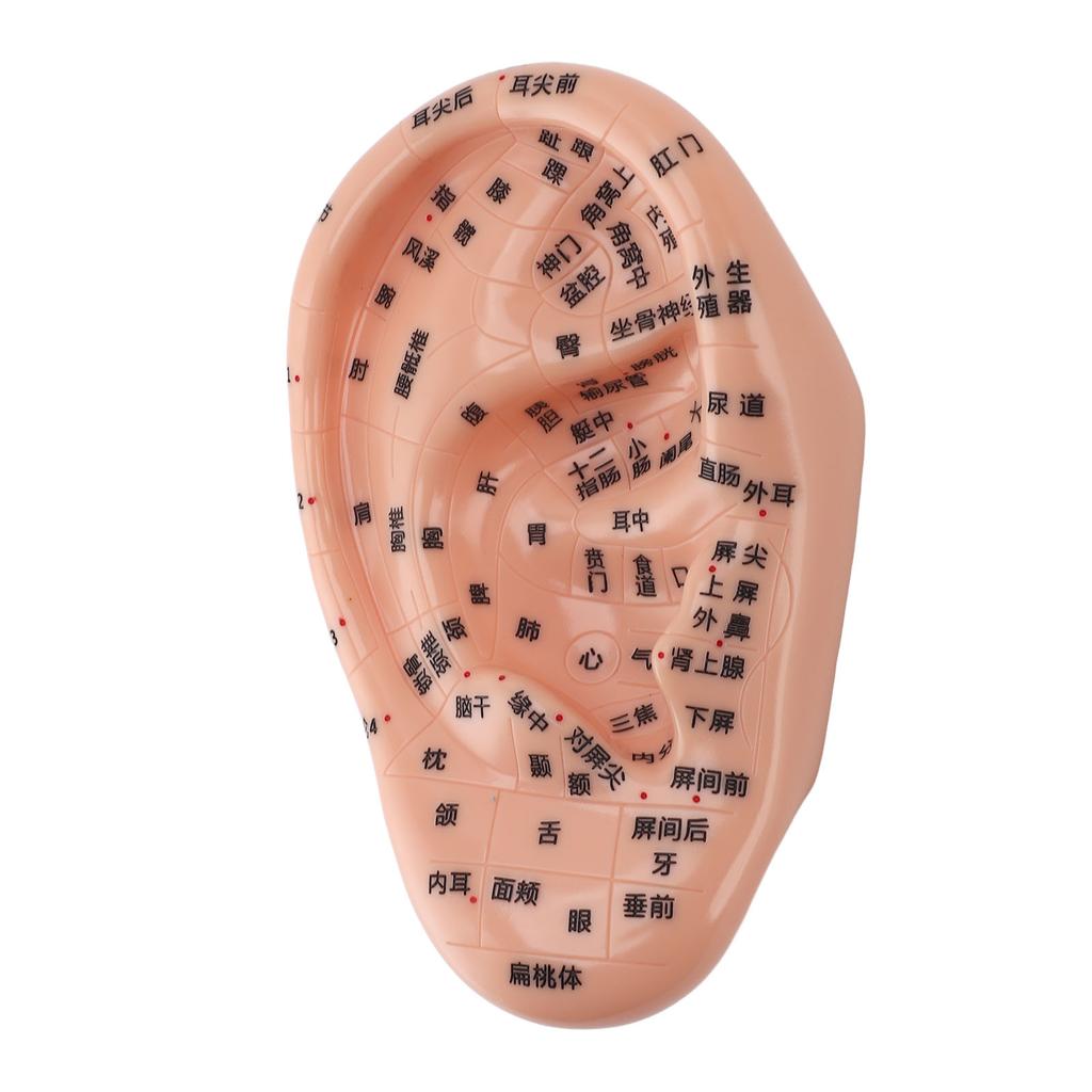 17cm Acupuncture Points Ear Massage Model Ear Zone Massage Model for Teaching Reflexology with