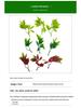 Bifurcate Maple Leaf Aquatic Plant Plastic Decor: Green Simulation Grass, Flower, and Leaves for Cake and Hotel Decoration.