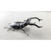 BACALYSO | Nirvana European Stag Beetle Figure, Coleoptera, Lucanidae, Genus Lucanidae, Refrigerator Ornament, Magnetic, Realistic, Adult, Illustrated