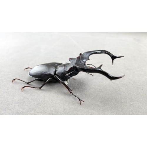 BACALYSO | Nirvana European Stag Beetle Figure, Coleoptera, Lucanidae, Genus Lucanidae, Refrigerator Ornament, Magnetic, Realistic, Adult, Illustrated