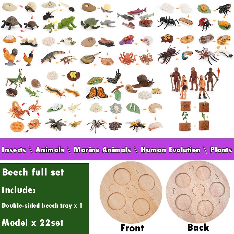 Life Cycle Board Montessori Kit Biology Science Education Toys for Kids Sensory Tray Animal Figure Life Cycle Sorting Wooden Toy