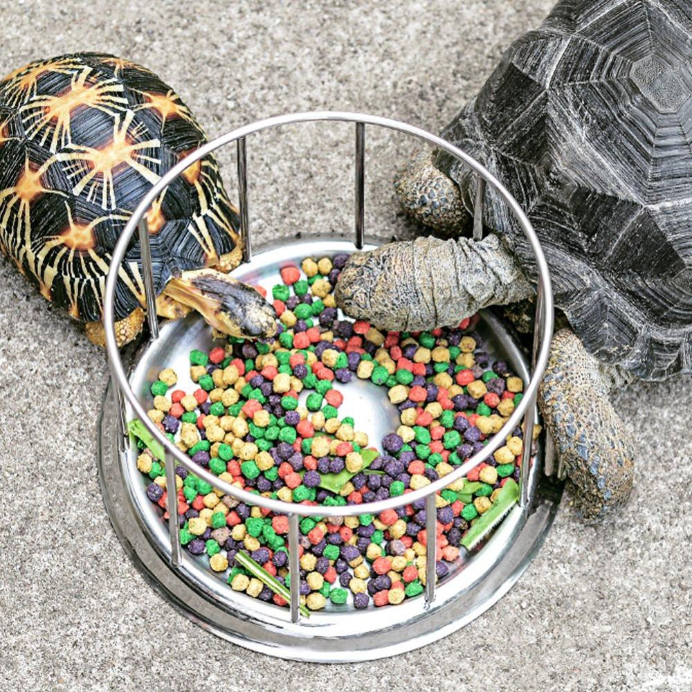 Dual-Purpose Reptile Food Bowl Smooth Edge Tortoise Feeder Bowl Water Turtle Dish Reptile Pets
