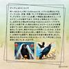 Crow Tarot Pocket Edition (78 mini-sized cards) with Japanese instruction manual and authentic Crow Tarot Pocket Edition tarot cards.