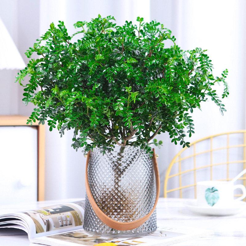Hydroponic Fragrant Wood Indoor Plant | Insect & Mosquito Repellent | Evergreen Year-Round Desktop Decor